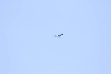 Küçük deniz feneri uçuyor, Küçük deniz kuşu da küçük bir deniz kuşu. Bilimsel adı Sternula albifrons, deniz kuşlarının bir türüdür..