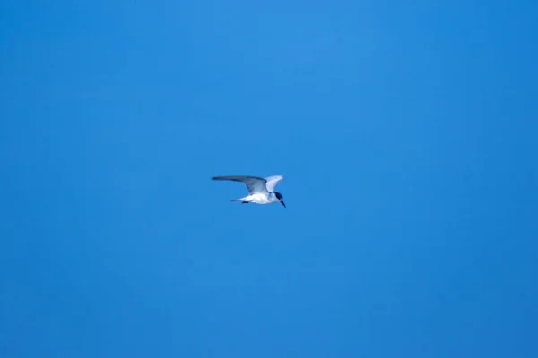 Little Tern Está Voando Little Tern Uma Pequena Ave Marinha — Fotografia de Stock