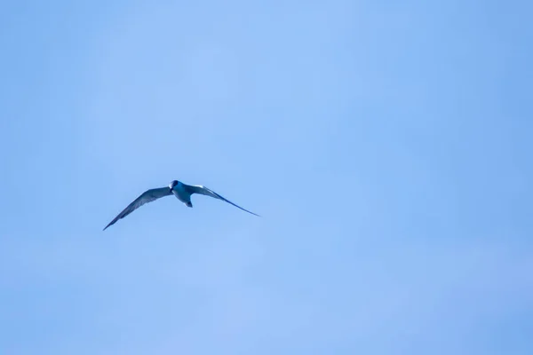 Piccola Sterna Sta Volando Piccola Sterna Piccolo Uccello Marino Nome — Foto Stock