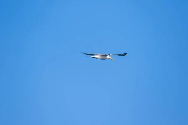 Little Tern Está Voando Little Tern Uma Pequena Ave Marinha — Fotografia de Stock