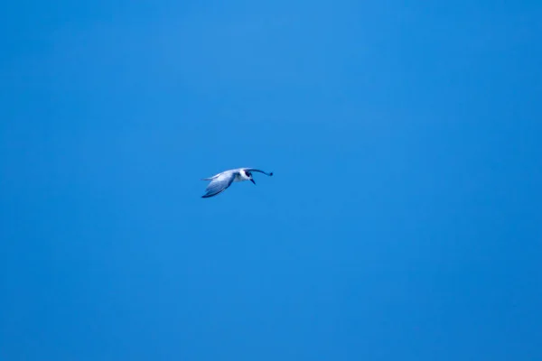 Little Tern Flying Little Tern Small Seabird Scientific Name Sternula — ストック写真