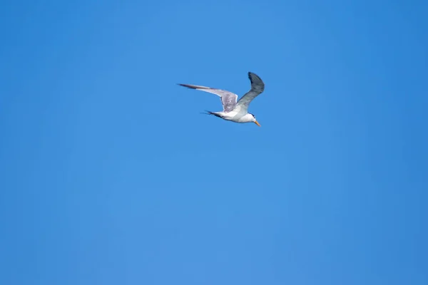 Charrán Está Volando Charrán Ave Marina Pequeña Nombre Científico Sternula —  Fotos de Stock