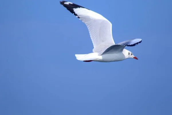 Gaivotas Voando Céu Azul Gaivotas São Gaivotas Gaivotas São Aves — Fotografia de Stock