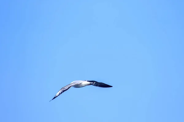 Чайки Літають Блакитному Небі Чайки Чайки Чайки Птахи Середнього Розміру — стокове фото