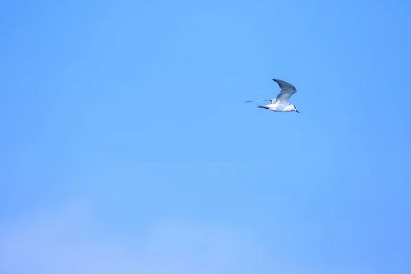 Little Tern Está Voando Little Tern Uma Pequena Ave Marinha — Fotografia de Stock