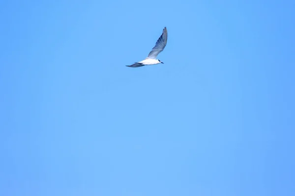 Liten Lykta Flyger Liten Lykta Liten Sjöfågel Vetenskapligt Namn Sternula — Stockfoto