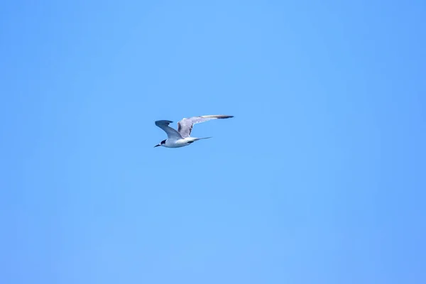 Little Tern Está Voando Little Tern Uma Pequena Ave Marinha — Fotografia de Stock