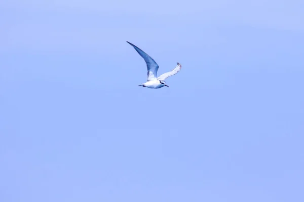 Little Tern Está Voando Little Tern Uma Pequena Ave Marinha — Fotografia de Stock