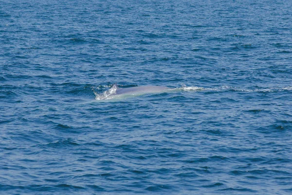 布赖德的鲸鱼 泰国海里的伊甸园鲸 是一种大型的哺乳动物 其背鳍呈弧形 在尾端 — 图库照片