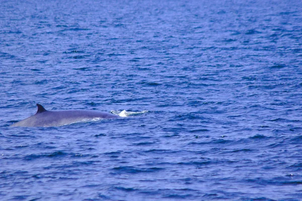 Balena Bryde Balena Eden Nel Mare Thailandia Una Grande Balena — Foto Stock