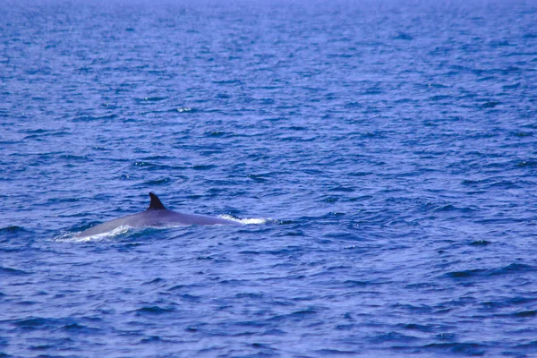 Ballena Bryde Ballena Del Edén Mar Tailandia Una Gran Ballena —  Fotos de Stock