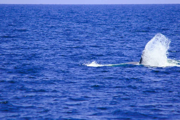 Balena Bryde Balena Eden Nel Mare Thailandia Una Grande Balena — Foto Stock