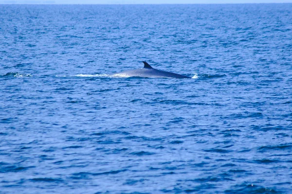Wieloryb Bryde Wieloryb Edenu Morzu Tajlandia Jest Dużym Wielorybem Ssakiem — Zdjęcie stockowe