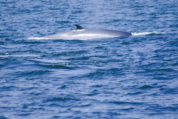 Bryde\'s whale, Eden\'s whale in the sea Thailand, is a large whale Is a mammal Featuring a curved dorsal fin. On the tail end
