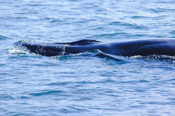 Bryde Whale Eden Whale Sea Thailand Large Whale Mammal Featuring — ストック写真