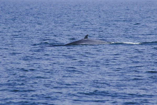 Bryde Walvis Eden Walvis Zee Thailand Een Grote Walvis Een — Stockfoto