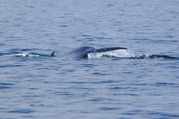 Cola Ballena Levantada Salpicaduras Agua —  Fotos de Stock