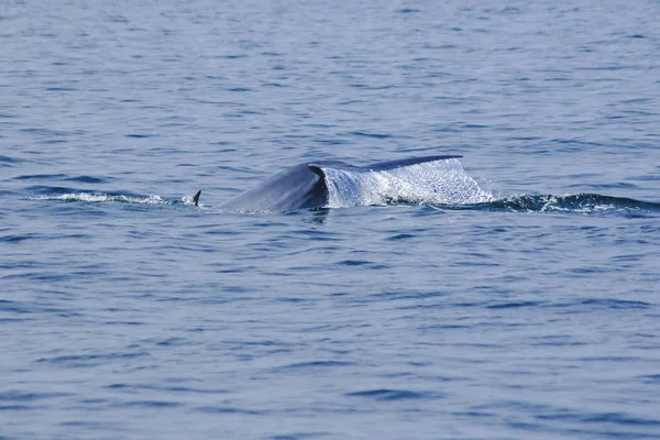 Cola Ballena Levantada Salpicaduras Agua —  Fotos de Stock