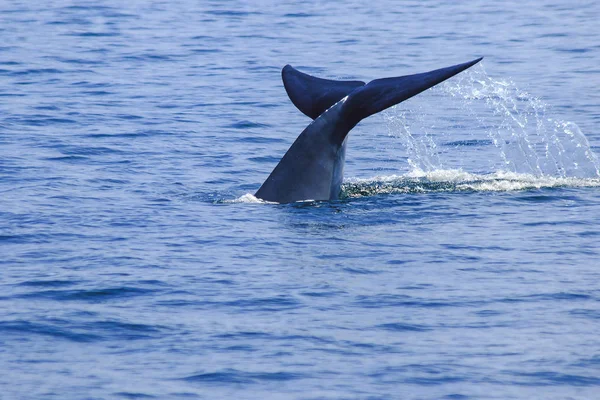 Queue Baleine Relevée Éclaboussures Eau — Photo