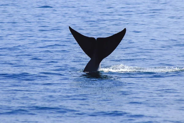 Cola Ballena Levantada Salpicaduras Agua —  Fotos de Stock