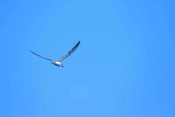 Little Tern Está Voando Little Tern Uma Pequena Ave Marinha — Fotografia de Stock