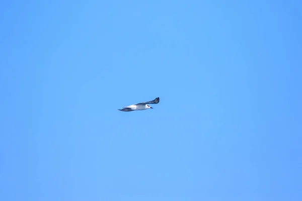 Little Tern Está Voando Little Tern Uma Pequena Ave Marinha — Fotografia de Stock