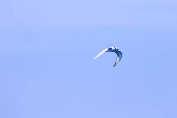 Little Tern Flying Little Tern Small Seabird Scientific Name Sternula — ストック写真