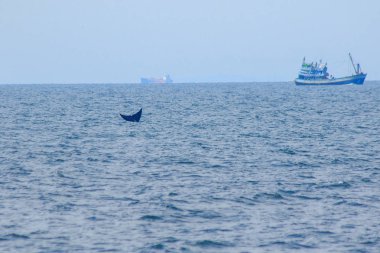 Balina kuyruğu havada, su sıçrıyor.