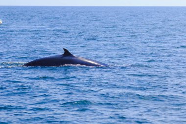 Bryde 'ün balinası, Eden' ın Tayland denizindeki balinası, kavisli sırt yüzgeci olan bir memeli balinadır. Kuyruğun ucunda.