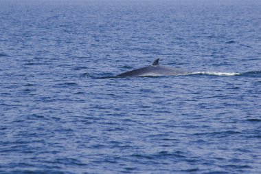 Bryde 'ün balinası, Eden' ın Tayland denizindeki balinası, kavisli sırt yüzgeci olan bir memeli balinadır. Kuyruğun ucunda.