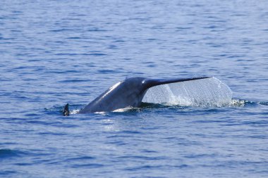 Balina kuyruğu havada, su sıçrıyor.