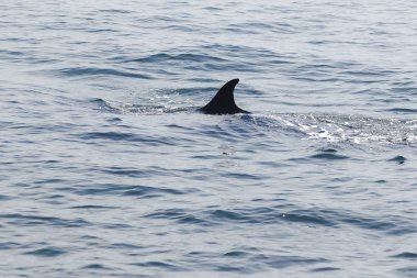 Bryde 'ün balinası, Eden' ın Tayland denizindeki balinası, kavisli sırt yüzgeci olan bir memeli balinadır. Kuyruğun ucunda.