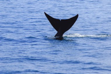 Balina kuyruğu havada, su sıçrıyor.