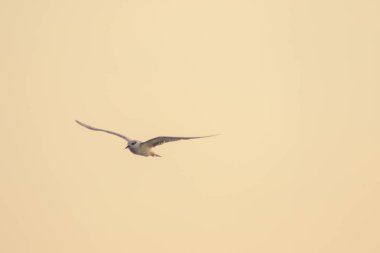 Küçük deniz feneri uçuyor, Küçük deniz kuşu da küçük bir deniz kuşu. Bilimsel adı Sternula albifrons, deniz kuşlarının bir türüdür..