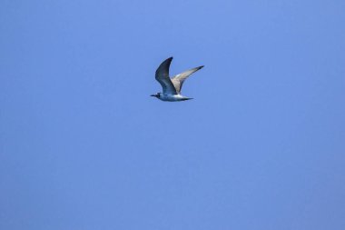 Küçük deniz feneri uçuyor, Küçük deniz kuşu da küçük bir deniz kuşu. Bilimsel adı Sternula albifrons, deniz kuşlarının bir türüdür..