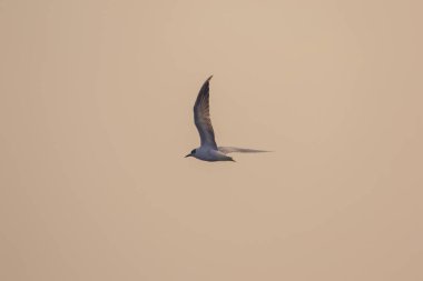 Küçük deniz feneri uçuyor, Küçük deniz kuşu da küçük bir deniz kuşu. Bilimsel adı Sternula albifrons, deniz kuşlarının bir türüdür..