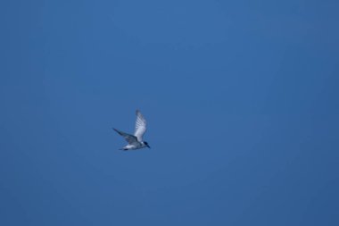 Küçük deniz feneri uçuyor, Küçük deniz kuşu da küçük bir deniz kuşu. Bilimsel adı Sternula albifrons, deniz kuşlarının bir türüdür..