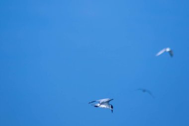 Küçük deniz feneri uçuyor, Küçük deniz kuşu da küçük bir deniz kuşu. Bilimsel adı Sternula albifrons, deniz kuşlarının bir türüdür..