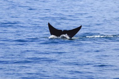 Balina kuyruğu havada, su sıçrıyor.