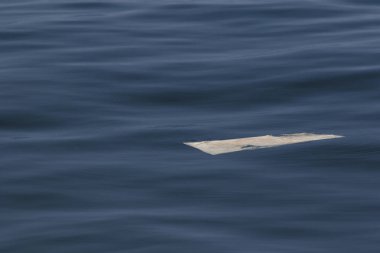 Plastik kırıntılar denizde yüzüyor. Çevreye ve deniz hayvanlarına yönelik kirlilik