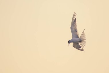 Küçük deniz feneri uçuyor, Küçük deniz kuşu da küçük bir deniz kuşu. Bilimsel adı Sternula albifrons, deniz kuşlarının bir türüdür..
