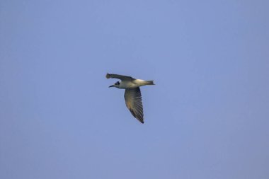 Küçük deniz feneri uçuyor, Küçük deniz kuşu da küçük bir deniz kuşu. Bilimsel adı Sternula albifrons, deniz kuşlarının bir türüdür..