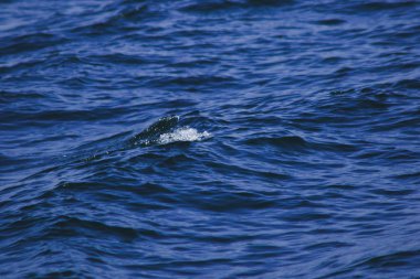 Deniz suyu fışkırır, dalgaların sıçraması, deniz manzarası, deniz suyu yüzeyi kapanır.