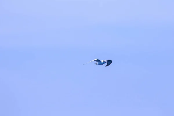 Little Tern Está Voando Little Tern Uma Pequena Ave Marinha — Fotografia de Stock