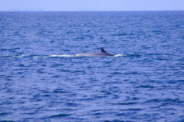 브리데 Brydes Whale Edens Whale Sea Thailand 고래의 등지느러미를 가지고 — 스톡 사진