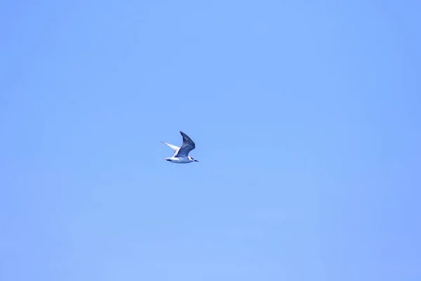 Little Tern Está Voando Little Tern Uma Pequena Ave Marinha — Fotografia de Stock