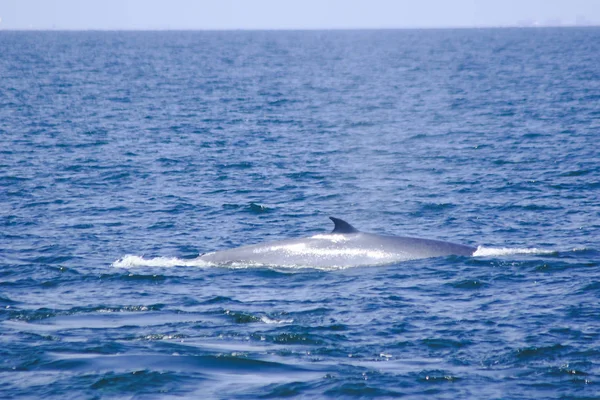 Bryde Walvis Eden Walvis Zee Thailand Een Grote Walvis Een — Stockfoto