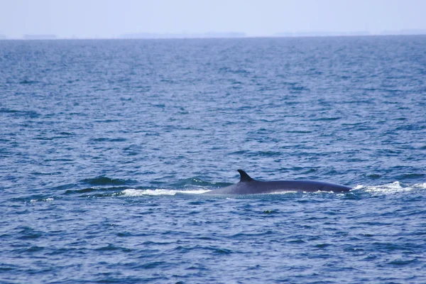 Bryde's whale, Eden's whale in the sea Thailand, is a large whale Is a mammal Featuring a curved dorsal fin. On the tail end