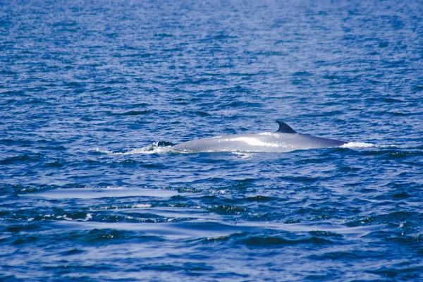 Bryde\'s whale, Eden\'s whale in the sea Thailand, is a large whale Is a mammal Featuring a curved dorsal fin. On the tail end