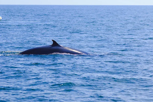 Bryde\'s whale, Eden\'s whale in the sea Thailand, is a large whale Is a mammal Featuring a curved dorsal fin. On the tail end